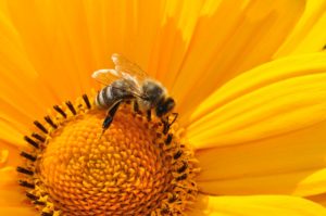 Bee on yellow flower