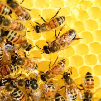 Raw desert Honey Bees Pahrump Honey Company
