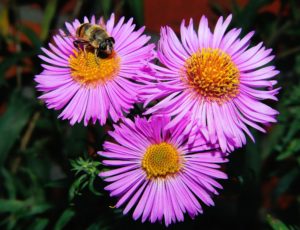 Bee flowers-purple