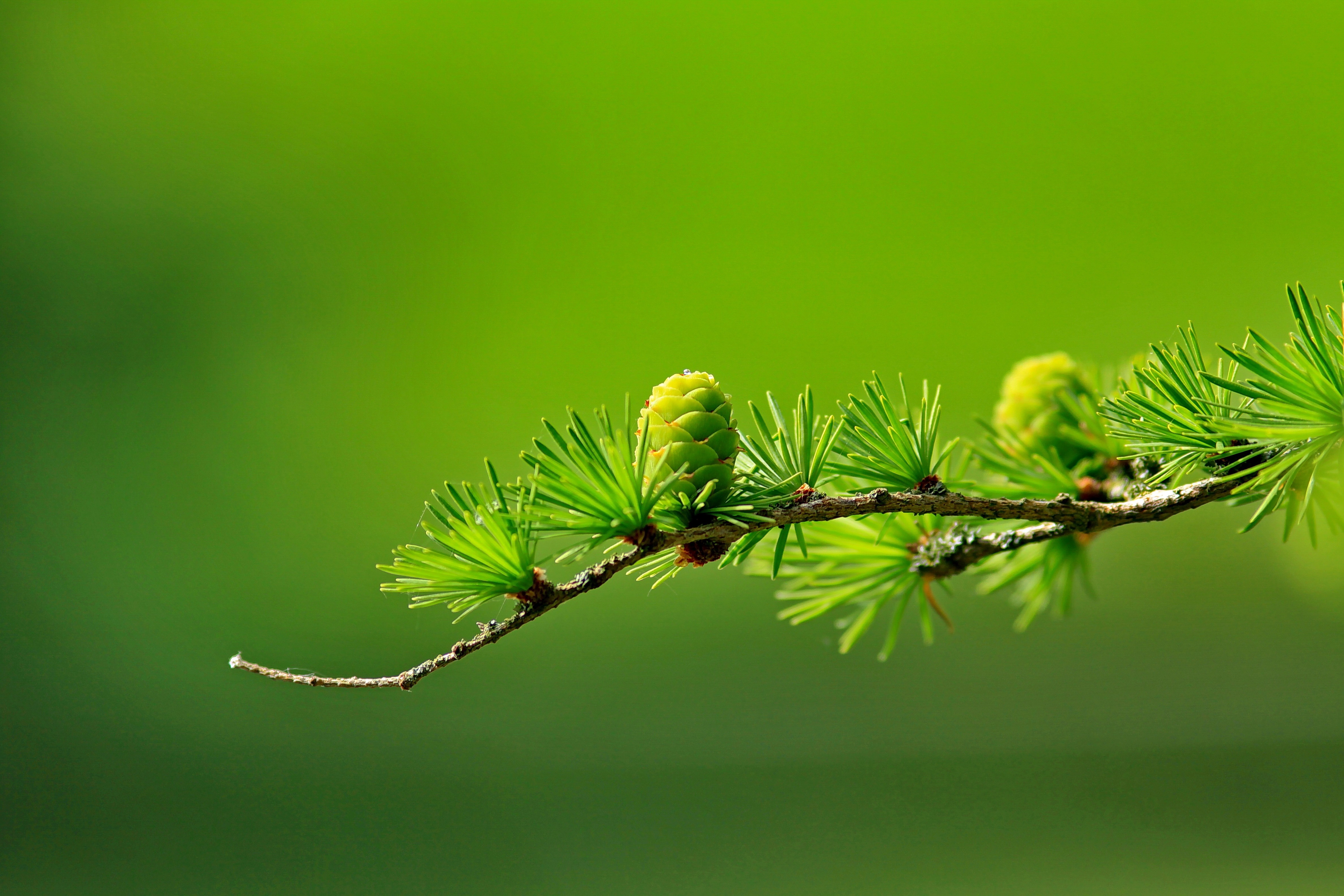 conifer-cone