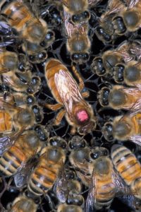 Queen Bee eatsonly royal jelly