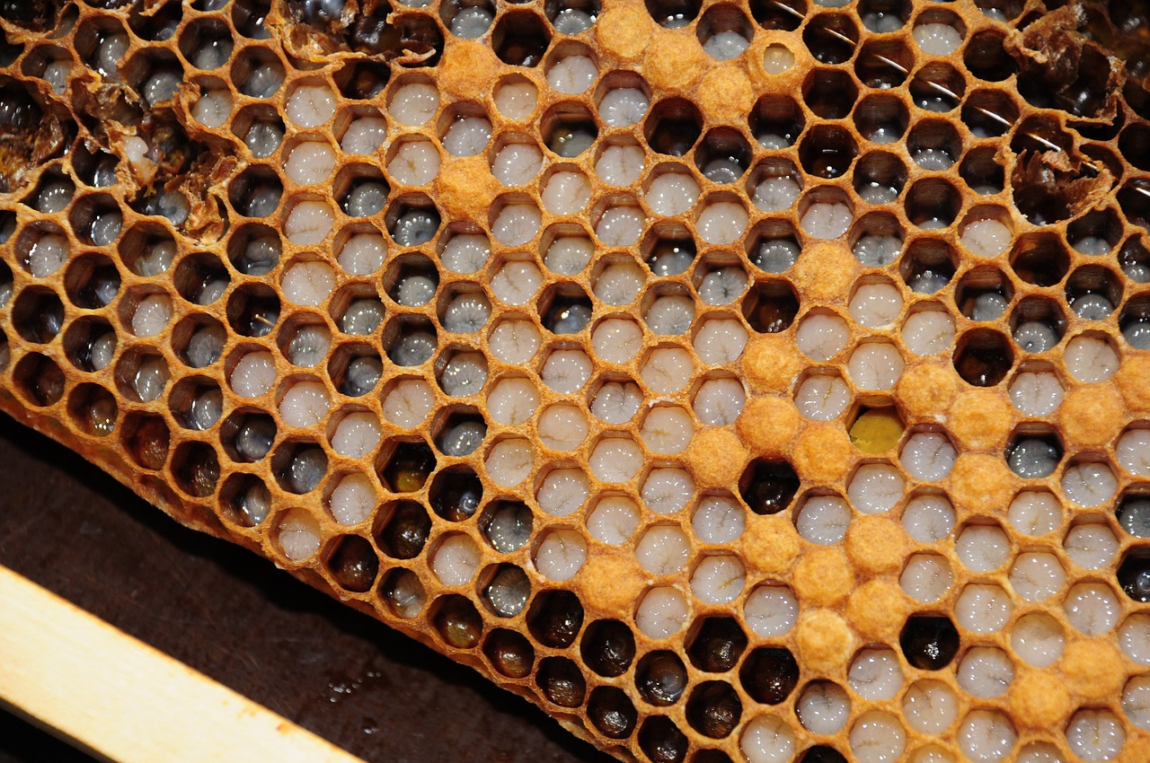 Honeycomb