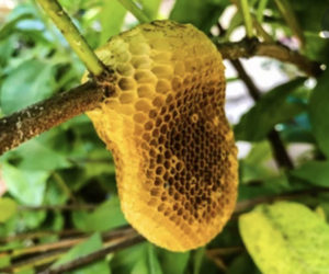 Honey Hive Tree