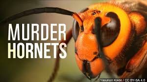 Murder Hornets