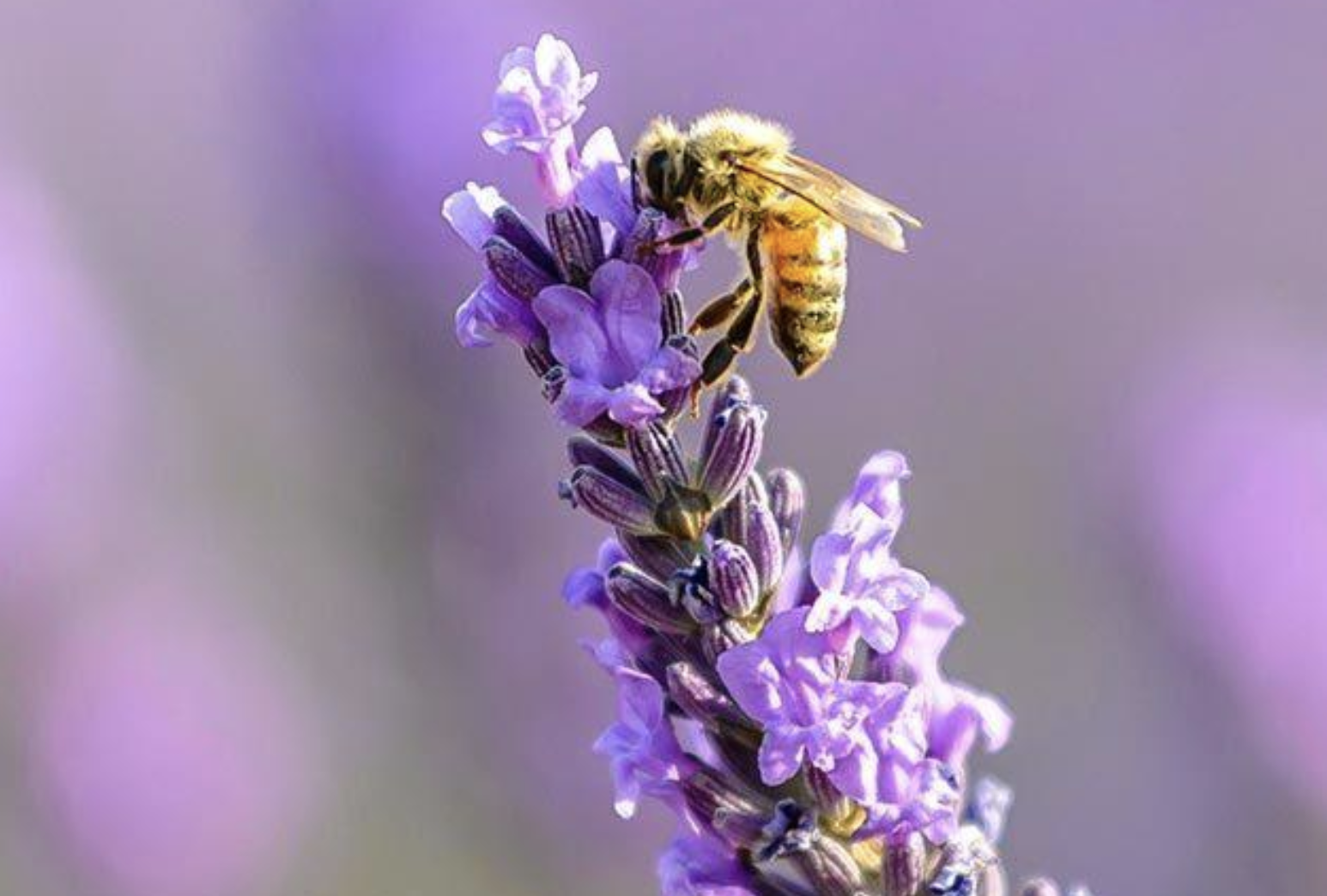 Honey Bee Pollination