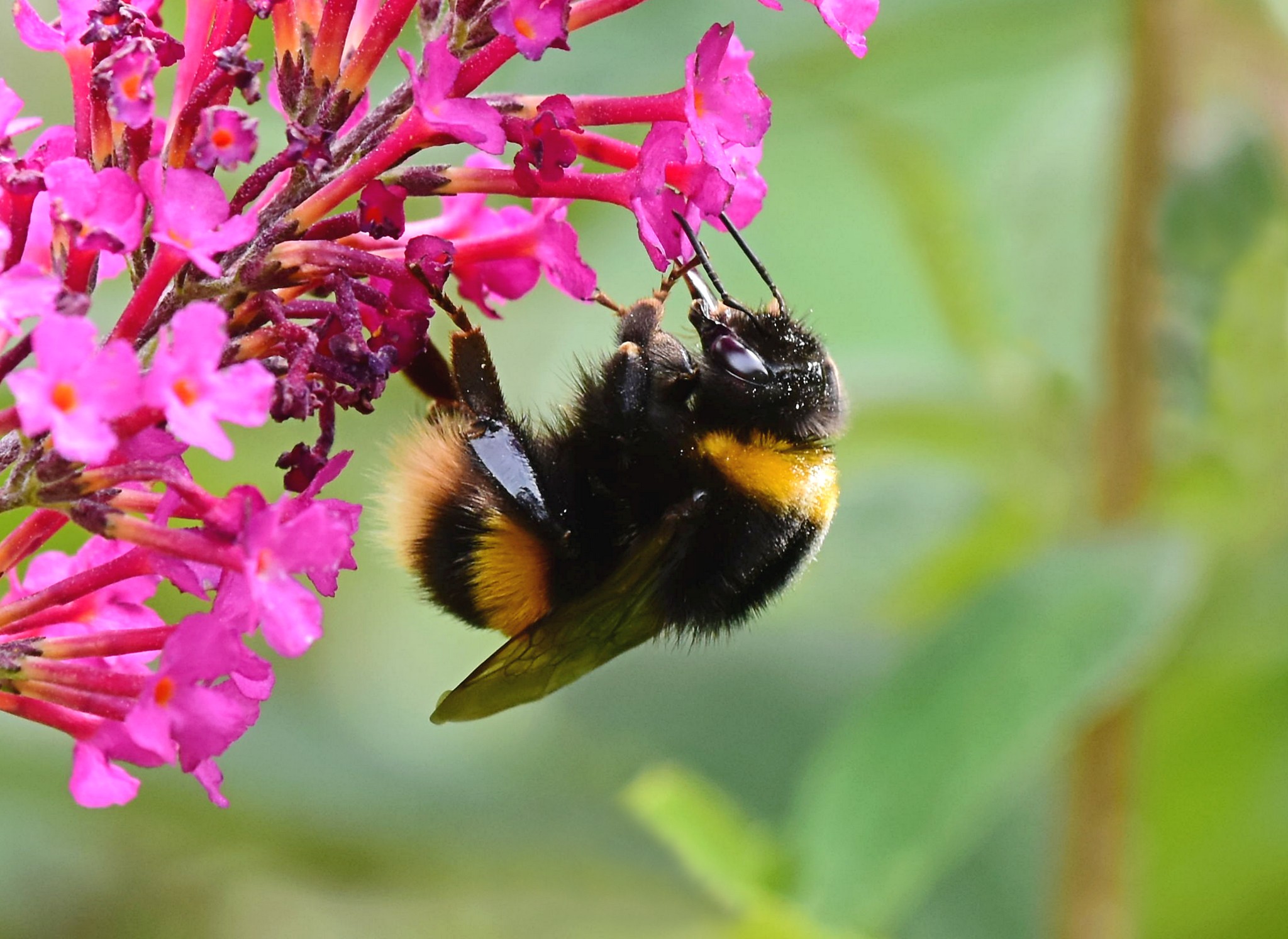 Bee on Flower